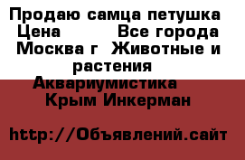 Продаю самца петушка › Цена ­ 700 - Все города, Москва г. Животные и растения » Аквариумистика   . Крым,Инкерман